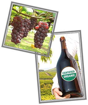 ORGANIC WINE